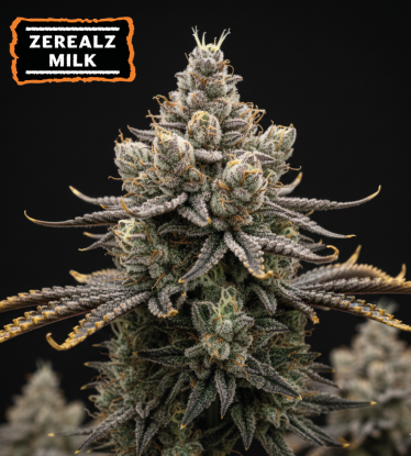 🪴 Zerealz Milk Graines de Marihuana Féminisées | Seedstockers.fr 🐿️