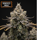 🪴 Zerealz Milk Graines de Marihuana Féminisées | Seedstockers.fr 🐿️