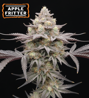 🪴 Graines de Cannabis Apple Fritter Féminisées | Seedstockers.fr 🐿️