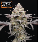 🪴 Graines de Cannabis Apple Fritter Féminisées | Seedstockers.fr 🐿️