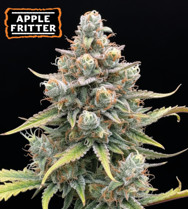 🍏 Graines Apple Fritter Autofloraison | Seedstockers.fr 🐿️