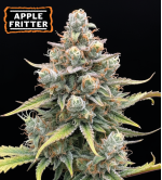 🍏 Graines Apple Fritter Autofloraison | Seedstockers.fr 🐿️