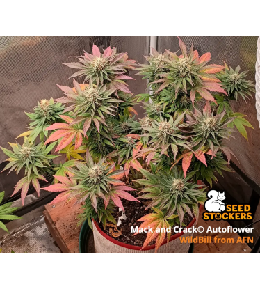 🪴 Mack and Crack© | Graines Cannabis Autofloraison | Achetez sur Seedstockers.fr 🐿️