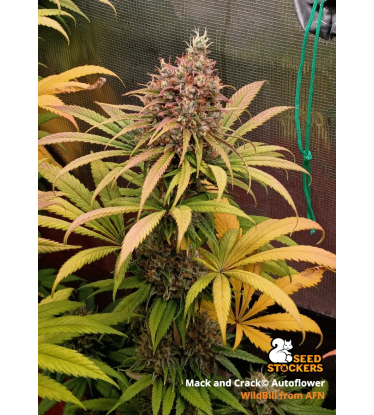 🪴 Mack and Crack© | Graines Cannabis Autofloraison | Achetez sur Seedstockers.fr 🐿️
