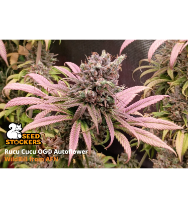 🪴 Rucu Cucu OG© | Graines Cannabis Autofloraison | Achetez sur Seedstockers.fr 🐿️