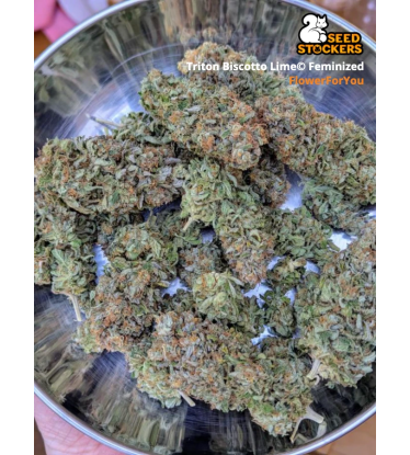 🪴 Triton Biscotto Lime© | Graines de cannabis Féminisées | Achetez sur Seedstockers.fr 🐿️