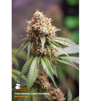 🪴 Triton Biscotto Lime© | Graines de cannabis Féminisées | Achetez sur Seedstockers.fr 🐿️