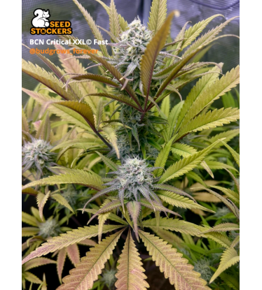 🪴 BCN Critical XXL© | Fast Cannabis Seeds | Shop at Seedstockers UK 🐿️