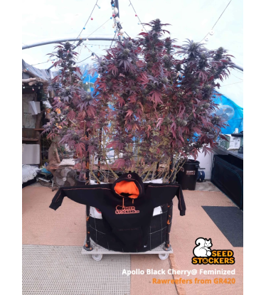 🪴 Apollo Black Cherry© | Graines de cannabis Féminisées | Achetez sur Seedstockers.fr 🐿️