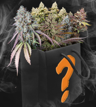 Coffret Cadeau de Graines de Cannabis Surprise | Graines Féminisées & Autofloraison