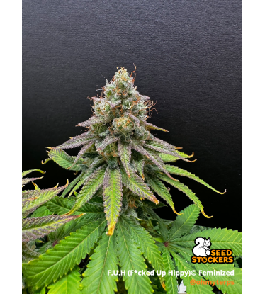 🪴 F.U.H (F*cked Up Hippy)© | Graines de Cannabis Féminisées | Seedstockers.fr 🐿️