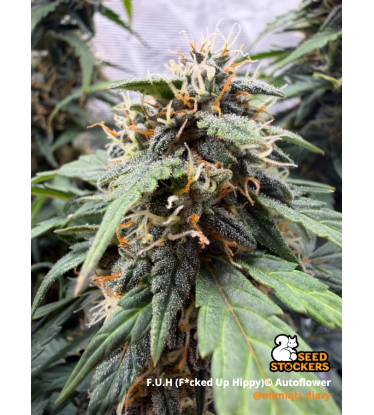 F.U.H (F*cked Up Hippy)© Autofloraison | Graines de Cannabis | Seedstockers.fr 🐿️
