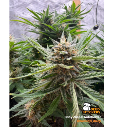 🪴 Fishy Zoap© Autofloraison | Graines de Cannabis | Seedstockers 🐿️