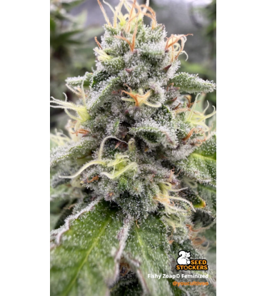 🪴 Fishy Zoap© | Graines Féminisées de Cannabis | Seedstockers.fr 🐿️