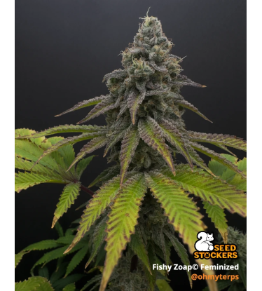 🪴 Fishy Zoap© | Graines Féminisées de Cannabis | Seedstockers.fr 🐿️