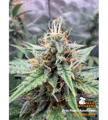🪴 Drizl Pickl© | Graines de cannabis à autofloraison | Seedstockers.fr 🐿️