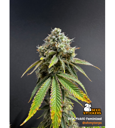 🪴 Drizl Pickl© | Graines de cannabis féminisées | Seedstockers.fr 🐿️