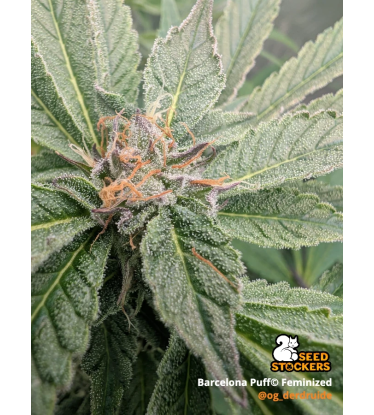 🪴 Barcelona Puff© | Graines Féminisées de Cannabis | Seedstockers.fr 🐿️