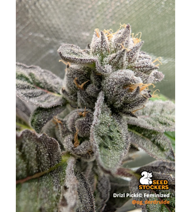 🪴 Drizl Pickl© | Graines de cannabis féminisées | Seedstockers.fr 🐿️