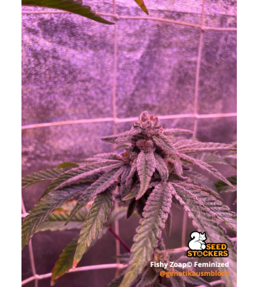 🪴 Fishy Zoap© | Graines Féminisées de Cannabis | Seedstockers.fr 🐿️