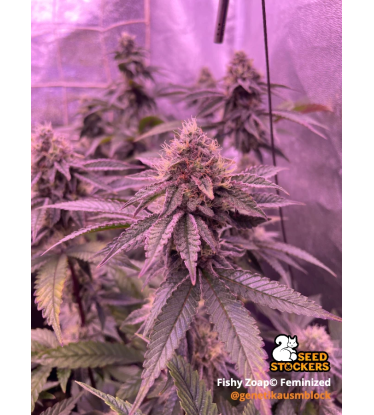 🪴 Fishy Zoap© | Graines Féminisées de Cannabis | Seedstockers.fr 🐿️