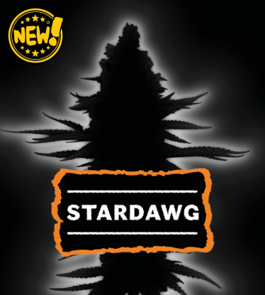 🌱 Stardawg | Graines de Cannabis Féminisées | Seedstockers 🐿️