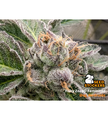 🪴 Fishy Zoap© | Graines Féminisées de Cannabis | Seedstockers.fr 🐿️