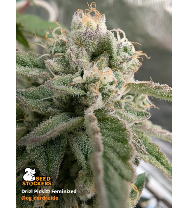🪴 Drizl Pickl© | Graines de cannabis féminisées | Seedstockers.fr 🐿️