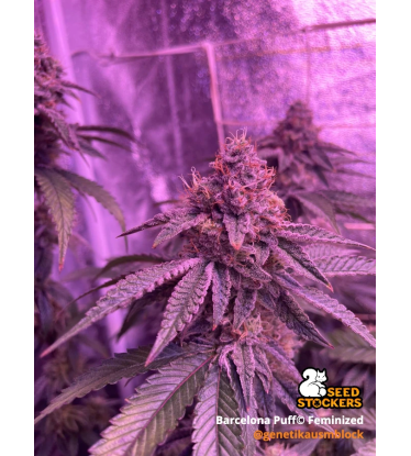 🪴 Barcelona Puff© | Graines Féminisées de Cannabis | Seedstockers.fr 🐿️