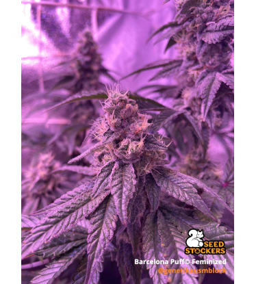 🪴 Barcelona Puff© | Graines Féminisées de Cannabis | Seedstockers.fr 🐿️