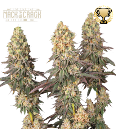 🪴 Mack and Crack© | Graines de cannabis Féminisées | Achetez sur Seedstockers.fr 🐿️
