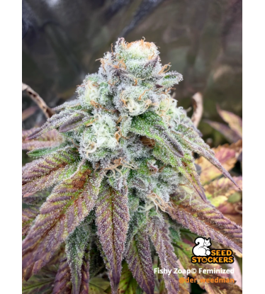 🪴 Fishy Zoap© | Graines Féminisées de Cannabis | Seedstockers.fr 🐿️