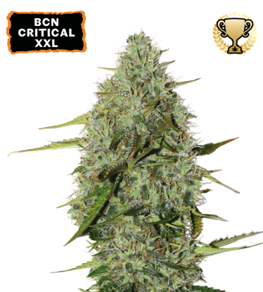 🪴 BCN Critical XXL© | Graines Cannabis Autofloraison | Achetez sur Seedstockers.fr 🐿️