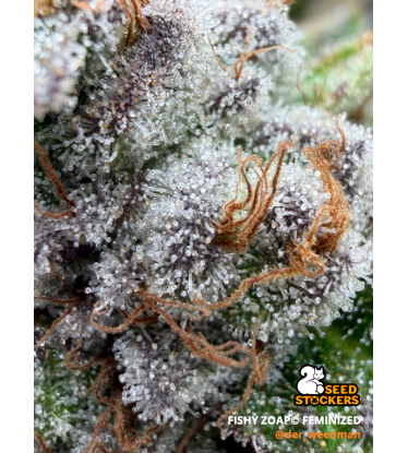 🪴 Fishy Zoap© | Graines Féminisées de Cannabis | Seedstockers.fr 🐿️