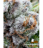 🪴 Fishy Zoap© | Graines Féminisées de Cannabis | Seedstockers.fr 🐿️