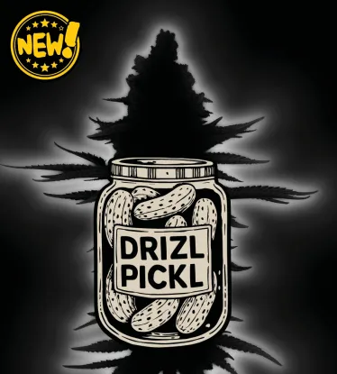 🪴 Drizl Pickl© | Graines de cannabis à autofloraison | Seedstockers.fr 🐿️