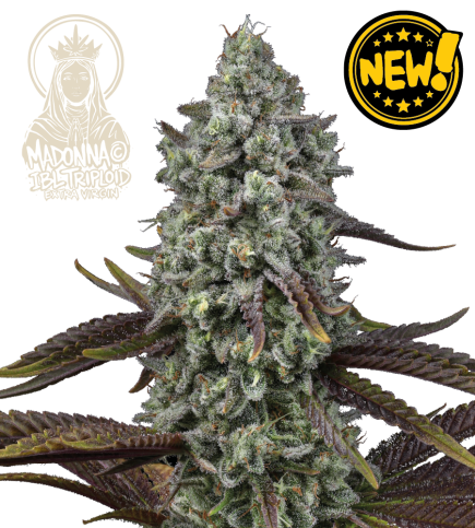 🐿️ Madonna Triploïde | Graines de Cannabis Extra Virgin | Seedstockers.fr 🪴