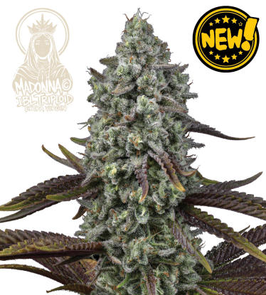 🐿️ Madonna Triploïde | Graines de Cannabis Extra Virgin | Seedstockers.fr 🪴