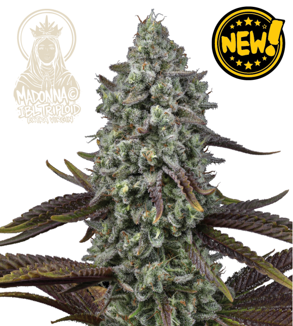 🐿️ Madonna Triploïde | Graines de Cannabis Extra Virgin | Seedstockers.fr 🪴