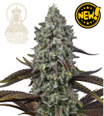 🐿️ Madonna Triploïde | Graines de Cannabis Extra Virgin | Seedstockers.fr 🪴