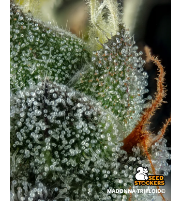🐿️ Madonna Triploïde | Graines de Cannabis Extra Virgin | Seedstockers.fr 🪴
