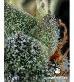 🐿️ Madonna Triploïde | Graines de Cannabis Extra Virgin | Seedstockers.fr 🪴