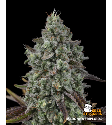 🐿️ Madonna Triploïde | Graines de Cannabis Extra Virgin | Seedstockers.fr 🪴