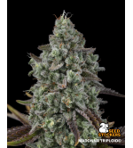 🐿️ Madonna Triploïde | Graines de Cannabis Extra Virgin | Seedstockers.fr 🪴