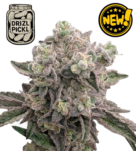 🪴 Drizl Pickl© | Graines de cannabis féminisées | Seedstockers.fr 🐿️