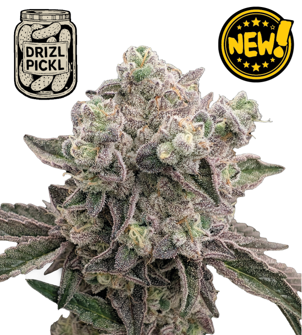 🪴 Drizl Pickl© | Graines de cannabis féminisées | Seedstockers.fr 🐿️