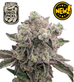 🪴 Drizl Pickl© | Graines de cannabis féminisées | Seedstockers.fr 🐿️