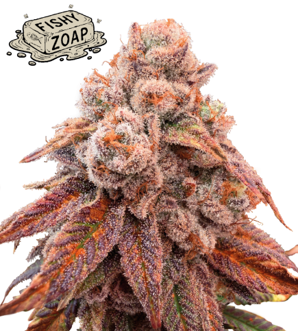 🪴 Fishy Zoap© | Graines Féminisées de Cannabis | Seedstockers.fr 🐿️