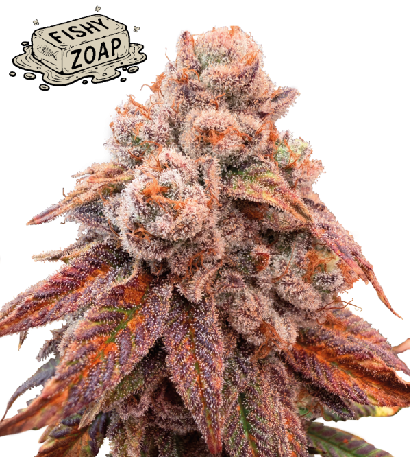 🪴 Fishy Zoap© | Graines Féminisées de Cannabis | Seedstockers.fr 🐿️