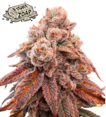 🪴 Fishy Zoap© | Graines Féminisées de Cannabis | Seedstockers.fr 🐿️